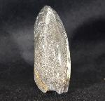 Manticoceras sp. HYATT 1884 - Bild &copy; FossNet FossilienStore